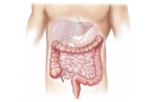 Pathologies intestinales: et si c’étaient les enzymes?