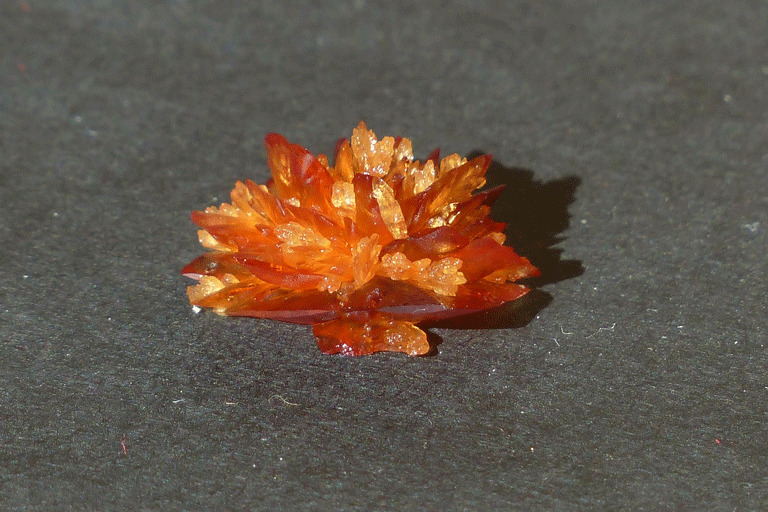 Le paradoxe clacique