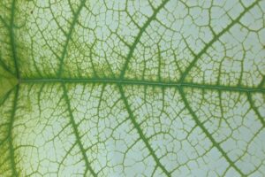 Capillaires et microcirculation